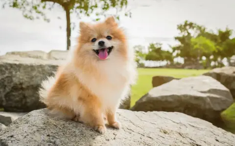 Un adorable spitz nain, joyeux et plein de vie, assis sur des rochers. Parfait pour découvrir les spitz nain avantages et inconvénients.