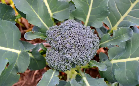 En frodig broccolihuvud omgiven av stora gröna blad. En vacker syn för alla som vill odla broccoli.