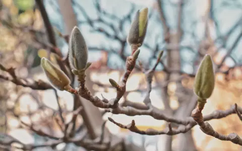 Pąki magnolii, zapowiadające wiosnę, kiedy kwitnie.