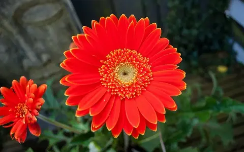 Jasna, pomarańczowa gerbera doniczkowa z mniejszym kwiatem w tle.