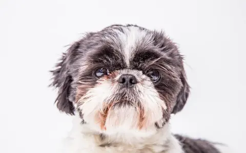 Uroczy shih tzu z czarno-białym futrem, z charakterystycznym białym pasem na czole. Jego oczy błyszczą, a pyszczek jest puszysty.