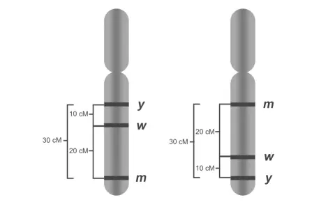 Dwa chromosomy z zaznaczonymi genami. Czy paradontoza jest dziedziczna? Analiza genów na chromosomach może pomóc odpowiedzieć na to pytanie.
