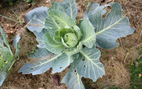 Un chou vert, aux feuilles légèrement trouées, pousse sur un sol couvert de paille. On dirait une petite pyrite du chou prête à être récoltée.