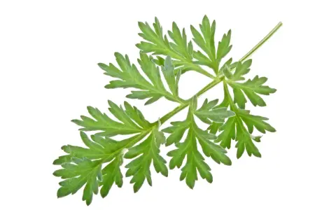 Une branche d'armoise aux feuilles vertes découpées, évoquant ses nombreux bienfaits pour la santé.