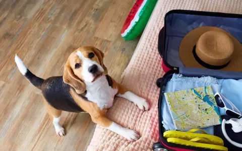 Beagle leży obok otwartej walizki, gotowy na wyjazd z psem. W walizce mapa, kapelusz i klapki.