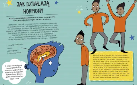 Ilustracja przedstawia etapy dojrzewania u chłopców, pokazując mózg i chłopców reagujących na hormony.