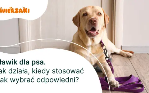 Jak założyć dławik dla psa - uniknij błędów i zapewnij bezpieczeństwo