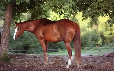 Cheval bai sous un arbre, profitant de l'ombre. Le pssm cheval est bien visible, avec sa robe brillante et sa longue crinière.