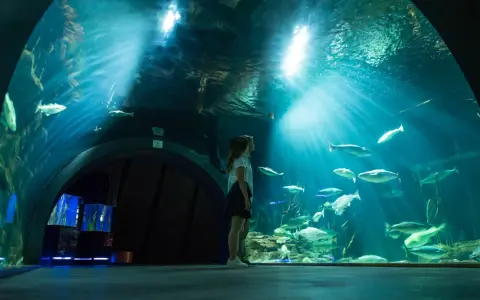 Ozeaneum Stralsund bilety: Kup online, omiń kolejki i oszczędź!