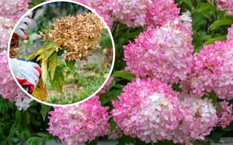 Beskärning av hortensia: en hand med handske klipper bort en vissnad blomställning från en hortensiabuske med rosa blommor.