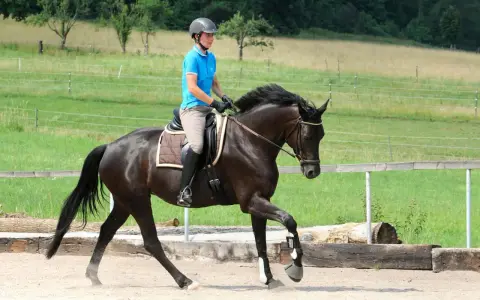 Reiterin in blauer Reitbekleidung übt mit einem dunklen Pferd die Anlehnung im Schritt auf einem Reitplatz.