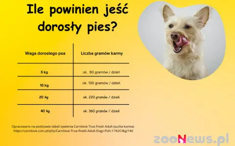 Ile powinien jeść 2-miesięczny szczeniak? Poradnik krok po kroku