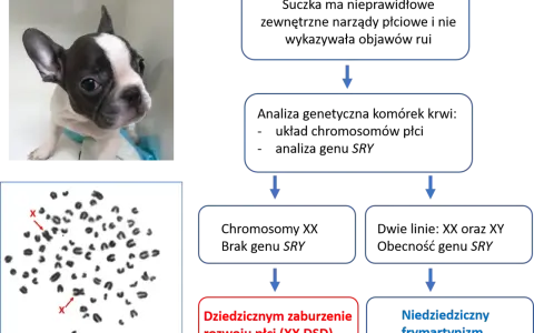 Uroczy szczeniak buldoga francuskiego z kariotypem 78,XX. Analiza chromosomów pokazuje, ile pies ma chromosomów, co może pomóc w diagnozie zaburzeń rozwoju płci.