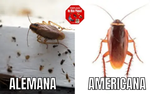 Comparación de cucarachas: Blattella germánica (alemana) y cucaracha americana.