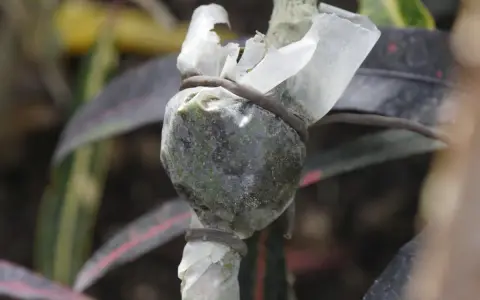 Un marcottage aérien en cours sur une tige de plante, enveloppée de plastique et ligaturée.