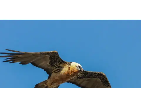 Un gypaète barbu, majestueux vautour fauve, plane dans un ciel bleu éclatant, ses ailes déployées.