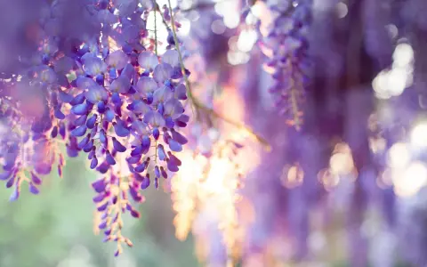 Hängande klasar av lila blåregn mot en mjukt suddig bakgrund. Solen lyser igenom blommorna och skapar en drömsk, nästan magisk atmosfär.