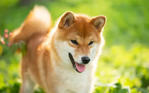 Szczęśliwy pies rasy Shiba Inu, jeden z spokojnych psów średniej wielkości, cieszy się słońcem na zielonej łące.