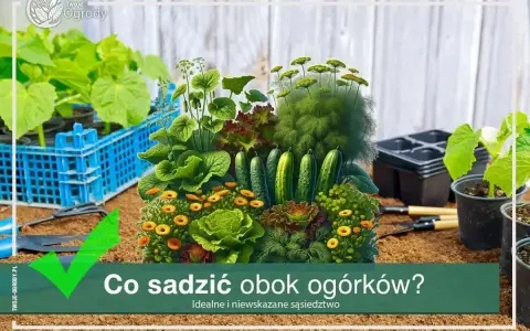 Kompozycja warzyw i kwiatów, z ogórkami w centrum. Dowiedz się, co sadzić obok ogórków, by stworzyć idealne sąsiedztwo.