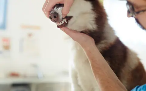 Weterynarz bada blade dziąsła u psa rasy husky. Pies ma biało-brązową sierść.