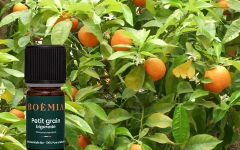 Flacon d'huile essentielle Petit grain bigarade devant un bigaradier. Bien que ses bienfaits soient nombreux, il faut connaître les effets secondaires du petit grain bigarade.