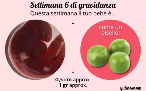 A 6 settimana di gravidanza, il tuo bebè è grande come un pisello, circa 0,5 cm e 1 grammo.