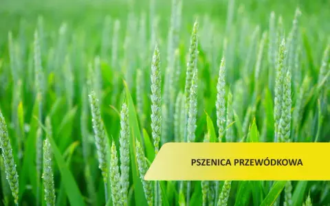 Zielone kłosy pszenicy przewódkowej na polu. Optymalny termin siewu to klucz do obfitych plonów.