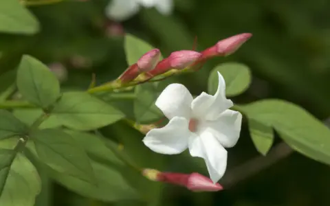 Fleur de jasmin blanche et ses boutons roses. Pour savoir comment entretenir un jasmin grimpant, observez sa croissance.