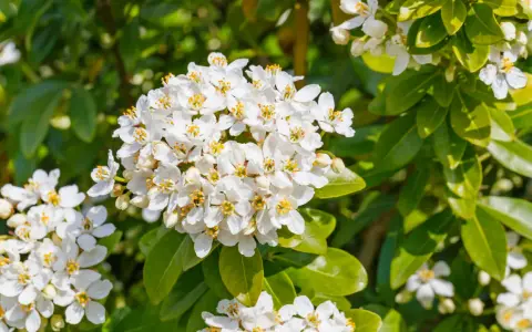 Gros plan sur des grappes de fleurs blanches parfumées de l'oranger du Mexique, aux feuilles vertes brillantes. Une taille bien taillée révèle sa floraison abondante.