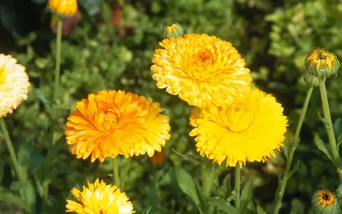 Plusieurs soucis fleur aux couleurs vives illuminent le jardin, leurs pétales d'un jaune éclatant contrastant avec le vert du feuillage.