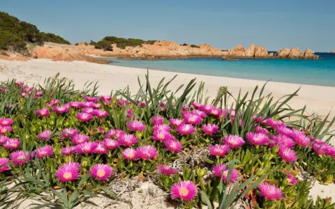 Fiori rosa vivaci su una spiaggia sabbiosa dell'isola di Budelli, con acque turchesi e rocce rosse sullo sfondo.
