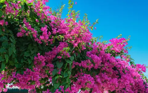 Enredaderas para pérgolas, con vibrantes flores fucsias y hojas verdes, cubren una estructura contra un cielo azul brillante.