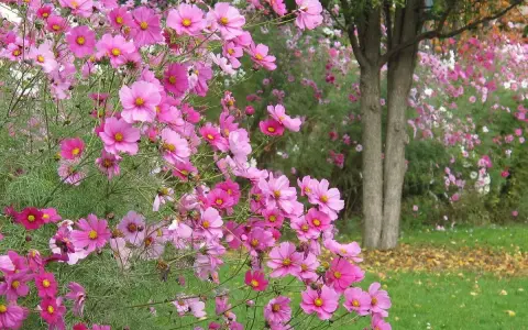 Un massif de fleurs cosmos roses et fuchsia éclate de couleurs, évoquant un fragment de cosmos dans un jardin paisible.