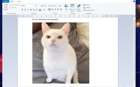 Ein wütendes weißes Kätzchen blickt aus einem Dokument in WordPad unter Windows 11.
