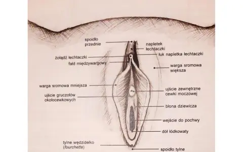 Ilustracja przedstawia budowę łechtaczki i okolic, z zaznaczonym napletkiem, żołędzią, wargami sromowymi i innymi elementami anatomicznymi.