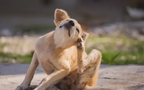 Un chien roux se gratte l'oreille avec sa patte arrière, le regard levé. Il semble que mon chien a des puces.