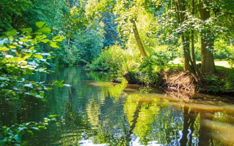 Idyllischer Bachlauf im Grünen, perfekt für eine entspannte Wanderung in Hamburg.