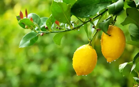 Citronnier 4 saisons : deux citrons jaunes brillants, couverts de gouttes de pluie, pendent sur une branche feuillue.