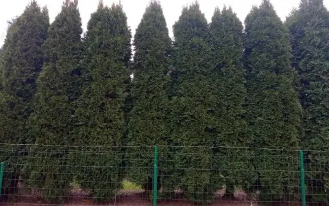 Tuje szmaragd ile od ogrodzenia – uniknij problemów z sąsiadami
