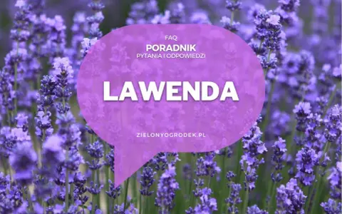 Pole lawendy, na którym widnieje napis "LAWENDA" i informacja o poradniku. Poznaj różne lawenda odmiany.