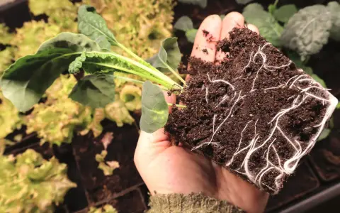 En hand håller en planta med kraftiga rötter, redo att planteras. En perfekt start för att odla svartkål.