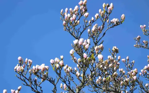 Ett magnoliaträd med många rosa och vita knoppar mot en klarblå himmel. Våren är här!