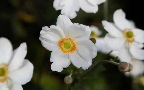 Anémone du Japon blanche aux pétales délicats et au cœur jaune orangé, épanouie dans un jardin.