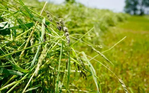 Close-up of freshly cut grass, ready for drying. The green stalks and seed heads are vibrant, hinting at the natural hay preservative qualities of the field.