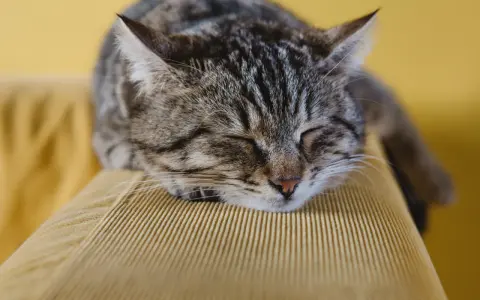 Eine getigerte Katze schläft friedlich auf einem gelben Cord-Sofa. Welcher Stoff bei Katzen am beliebtesten ist? Wahrscheinlich weiche, kuschelige Materialien wie dieses.