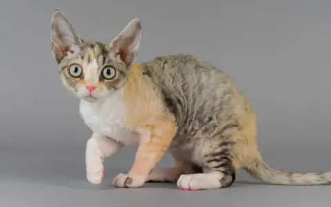 Rasa Devon Rex: poznaj ich niezwykłe cechy i wymagania pielęgnacyjne