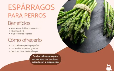Los perros pueden comer espárragos. La imagen muestra espárragos frescos, indicando sus beneficios y cómo ofrecérselos a tu mascota.