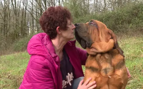 Une femme embrasse tendrement son chien Bruno Saint Hubert, un magnifique Saint-Bernard, dans un pré.