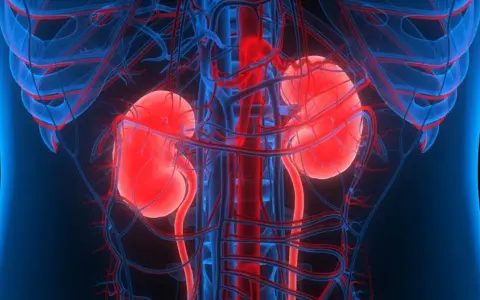 Anatomia nerek i naczyń krwionośnych. Obraz przedstawia, jak działają nerki, kluczowe dla życia, i co się dzieje, gdy dochodzi do niewydolności nerek.