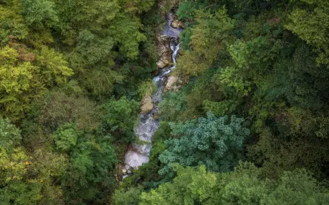 Un ruscello serpeggia tra la lussureggiante vegetazione della valle dell'Orfento, con alberi fitti e rocce bagnate.